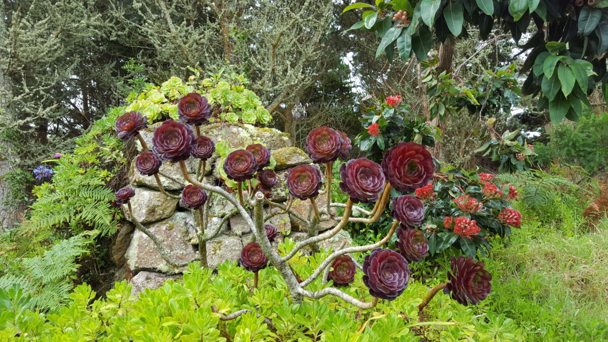Gärten von Tresco Abbey