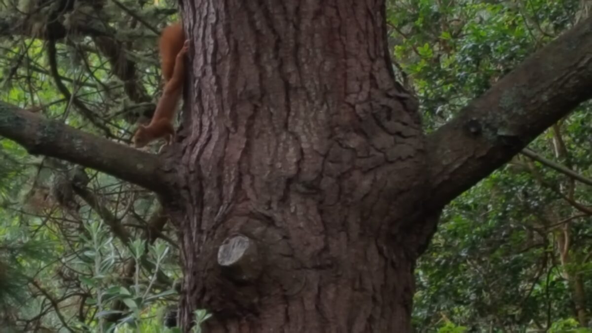 BEgrüßung durch Eichhörnchen