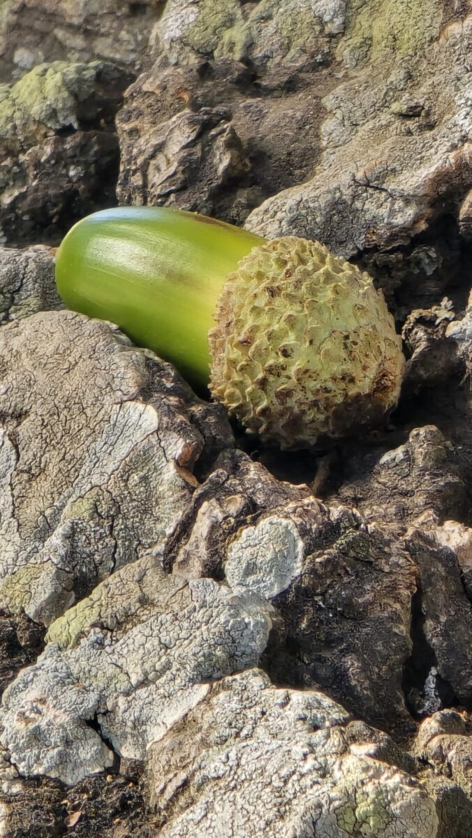 die Eicheln der Korkeiche