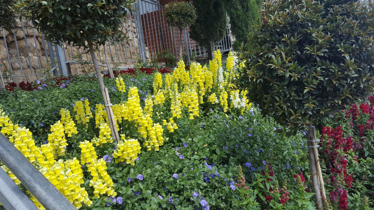 es blüht überall-unerwartet