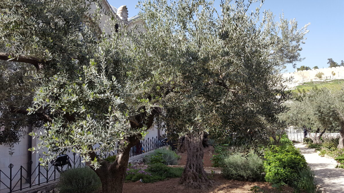 durch den Garten Gethsemane