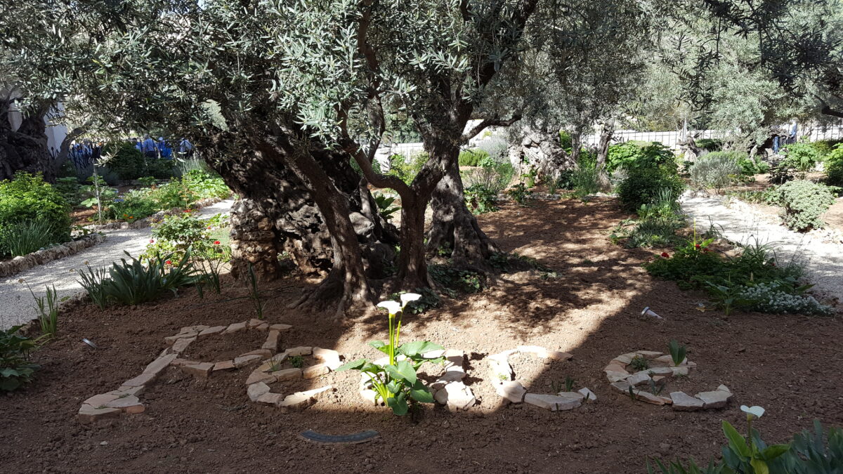 Garten Gethsemane