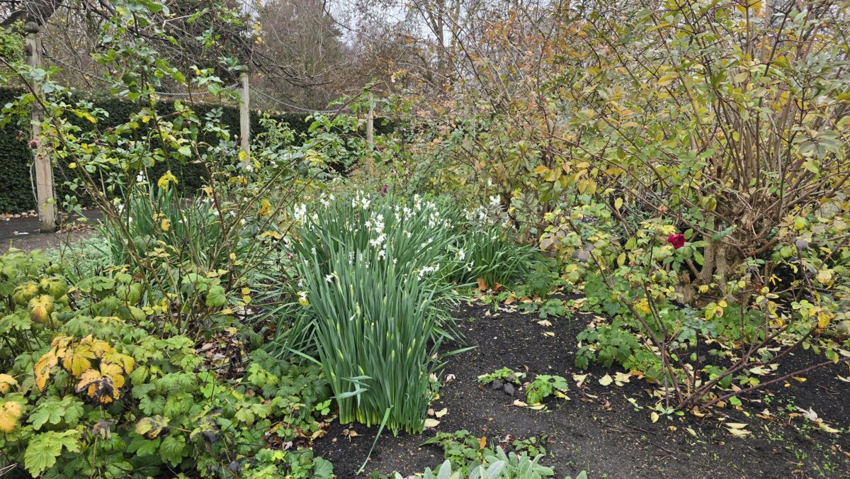 Narzissen im Hyde Park