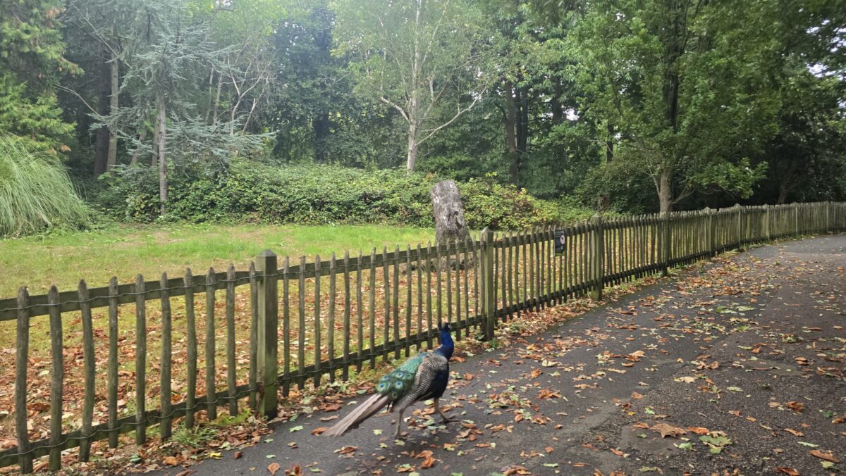 unterwegs im Holland Park